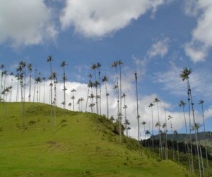 Salento: Valley of Cocora.  Source: Uff.Travel