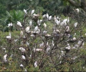 Place of Herons.  Source: yopal-casanare.gov.co