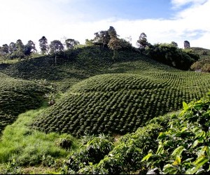 Coffe Plantation Source: flickr.com by Triangulo del Café